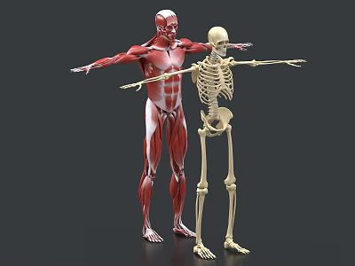 Muscular And Skeletal Anatomical Models With Outstretched Limbs For Educational 3d model