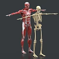 Muscular And Skeletal Anatomical Models With Outstretched Limbs For Educational
