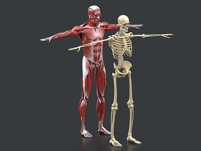 Human Body Structure Human Tissue Muscle Tissue Decomposition Anatomical Skeleton Scientific Research Skeleton Medical Biology 3d model