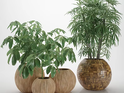 Decorative Potted Plants With Green Leaves In Woven Pots Of Various Sizes 3d model