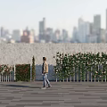 Vines With Pink Flowers Growing On Wall In Urban Plaza With City Background And Person Walking