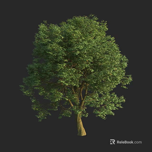 Lush Green Arbor with Dense Foliage and Strong Trunk Against Black Background 3d model 