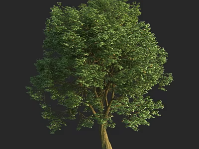 Lush Green Arbor with Dense Foliage and Strong Trunk Against Black Background 3d model