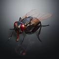 Fly with red compound eyes transparent wings black body on dark background with reflection