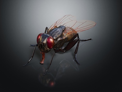 modern fly insect wildlife 3d model