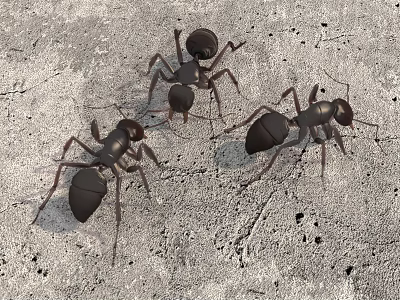 modern ant 3d model modern ant 3d model
