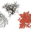 Different Seasonal Arbor Trees Featuring Snow Covered Evergreen Leafless And Red Leaved Types