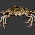 Colorful Spotted Crab With Patterned Shell And Large Claws As Aquatic Marine Creature