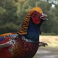 Vibrant Flying Pheasant With Colorful Feathers Standing In Natural Outdoor Habitat