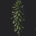 Tall Arbor With Lush Green Foliage And Human Silhouette For Scale Reference