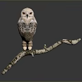 Snowy Owl With White And Brown Feathers Perched On Tree Branch Against Dark Background