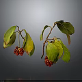 Plant Branches With Red Berries And Green Yellow Leaves On Gray Background