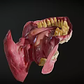 Human Oral Cavity Anatomical Model With Teeth Gums And Tongue Structure
