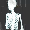 Detailed Anatomical Chest Organs Skeleton Structure in Human Body