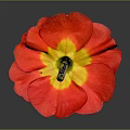 Red Flower With Red Petals And Yellow Center And Small Figure On Gray Background