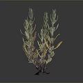 Lush Plant With Green Yellow Leaves And Purple Stems On Black Base