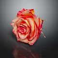 Pink And Orange Gradient Rose On Black Background With Reflection 3d model