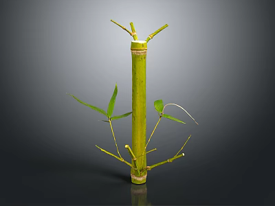 Fresh Green Bamboo Plant With Stalk Branches And Leaves Isolated On Dark Background 3d model