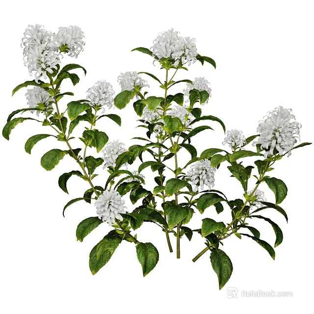 Natural White Flowering Plants With Clustered Blooms And Lush Green Foliage 3d model 