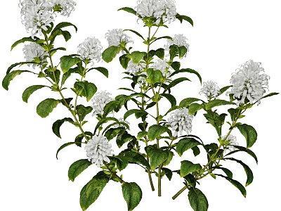 Natural White Flowering Plants With Clustered Blooms And Lush Green Foliage 3d model