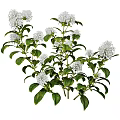 Natural White Flowering Plants With Clustered Blooms And Lush Green Foliage