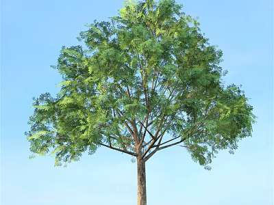 Tall Arbor With Lush Green Leaves And Brown Trunk Against Blue Sky 3d model