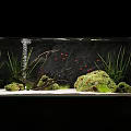 Beautiful Aquarium Setup With Red Fish Driftwood Aquatic Plants And White Sand