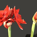 Vibrant Red Amaryllis Flowers With Blooming And Bud Stems On Gray Background