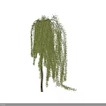 Graceful Weeping Willow Arbor with Long Drooping Branches and Green Foliage