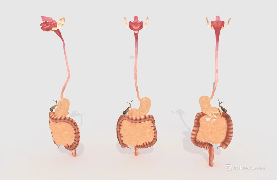 3D Models of Abdominal Organs Showing Kidney Ureter and Bladder Structures 3d model 