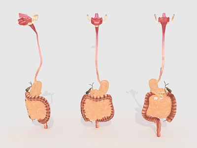 3D Models of Abdominal Organs Showing Kidney Ureter and Bladder Structures 3d model