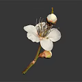 Blooming White Flower With Petals Stamens And Buds On Brown Branch Gray Background