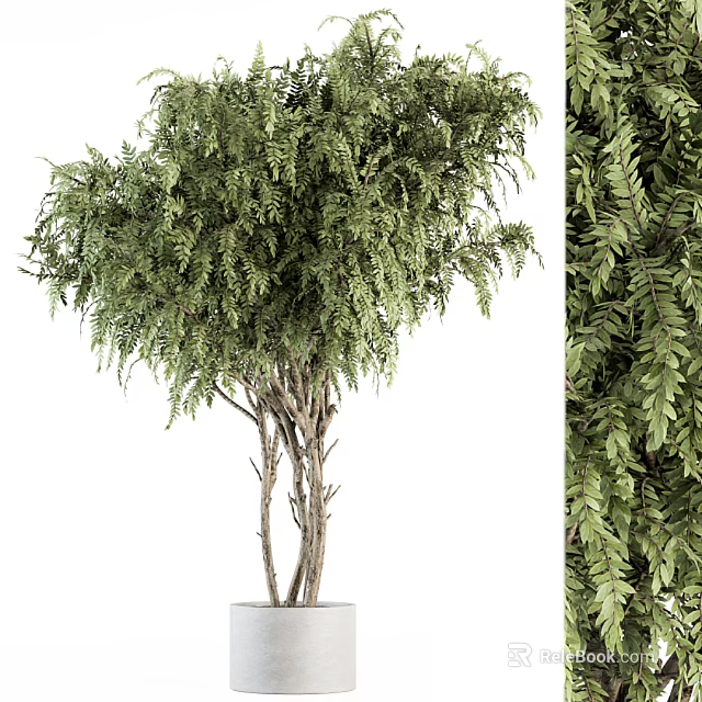 Bonsai Potted Plant With Lush Green Foliage And Multiple Trunks In White Planter 3d model 