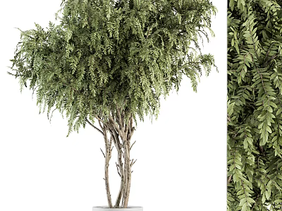 Bonsai Potted Plant With Lush Green Foliage And Multiple Trunks In White Planter 3d model