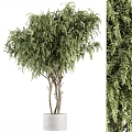 Bonsai Potted Plant With Lush Green Foliage And Multiple Trunks In White Planter