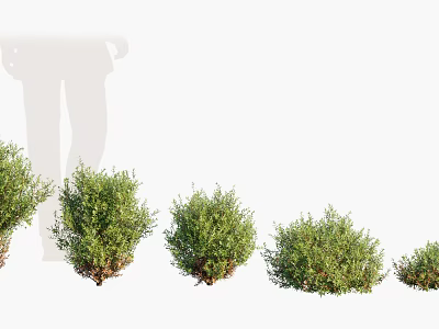 Healthy Lush Shrubs of Various Sizes Arranged with Human Silhouette for Size Reference 3d model