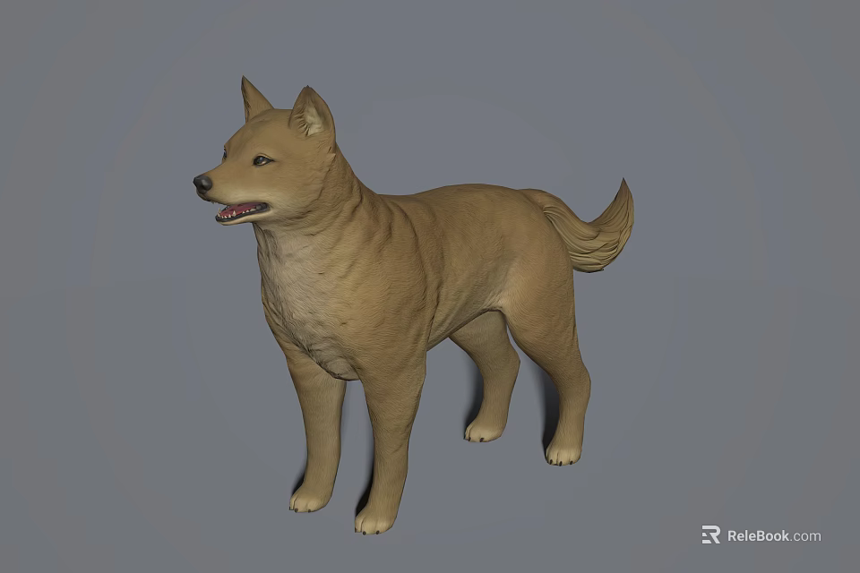 Brown Shiba Inu Dog Standing in Natural Posture With Alert Expression 3d model