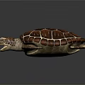 Brown Sea Turtle With Patterned Shell And Flippers On Dark Background
