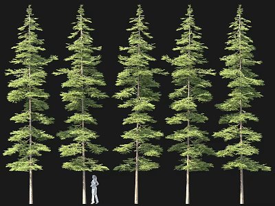 Tall Green Trees With Various Foliage Shapes And Human Figure For Comparison 3d model
