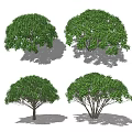 Modern Tree Osmanthus Tree 3d model