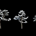 Three Snow Covered Arbor Trees With Snow On Trunks And Branches