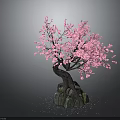 Vibrant Pink Flowering Tree With Twisted Trunk And Stone Base On Dark Background
