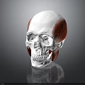 3D Human Skull Anatomy Model With Muscles And Bone Structure Details