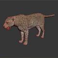 Realistic 3D Leopard Model With Spotted Fur Open Mouth On White Background