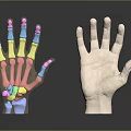 Human Hand Anatomical Models Featuring Colorful Skeletal Structure And Realistic Design 3d model