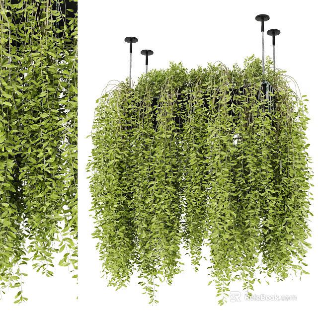 Hanging Basket Plants With Lush Green Trailing Vines And Abundant Leaves 3d model 