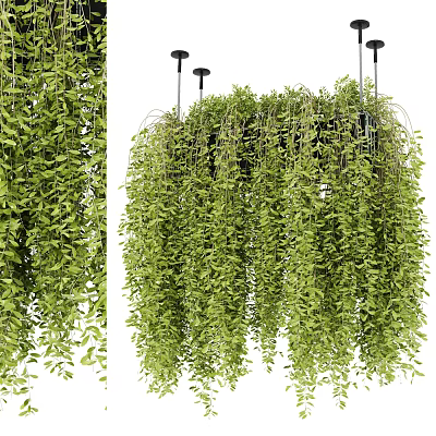 Hanging Basket Plants With Lush Green Trailing Vines And Abundant Leaves 3d model