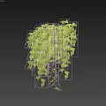 Lush Green Vine With Trailing Leaves And Climbing Stems In Natural Growth