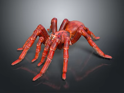 Red Spider With Detailed Body And Long Legs On Dark Background 3d model
