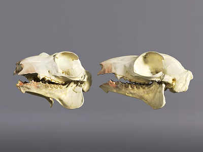 Two Animal Skull Specimens Showing Skeletal Structure And Dental Features 3d model